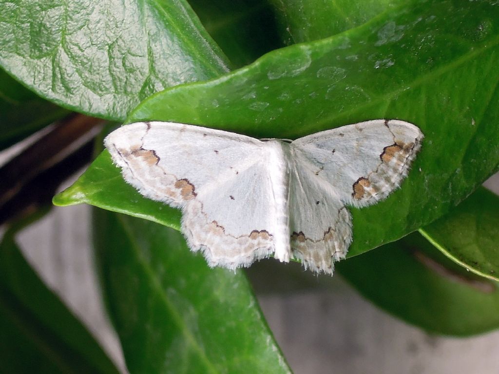 Scopula ornata??